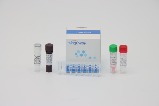 Accurate Dengue Virus RT PCR Test Kit 48 96 Tests Per Kit 20uL Reaction Volume