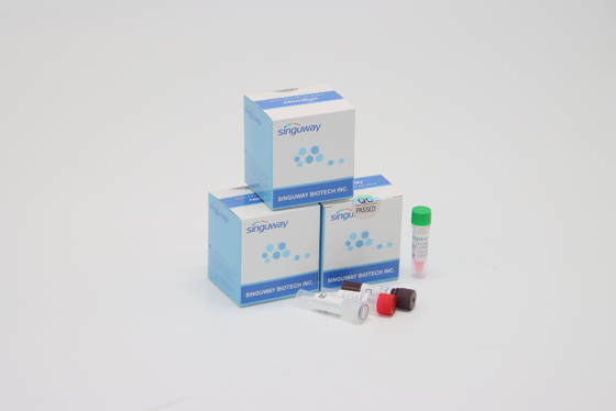 Rapid RSV Virus Instant RT PCR Test Kit POCT IVD Clinical Diagnosis High Precision