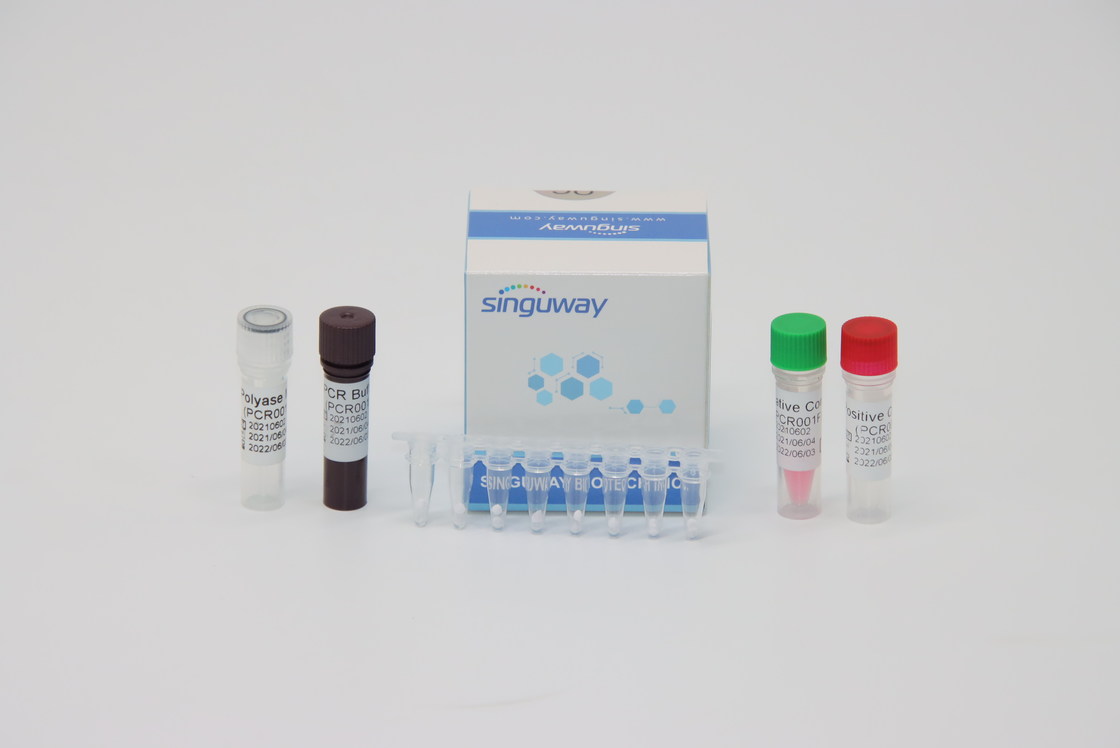 Accurate Dengue Virus RT PCR Test Kit 48 96 Tests Per Kit 20uL Reaction