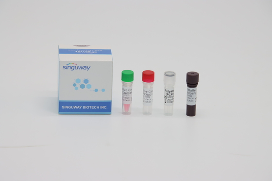 STB Virus RT PCR Test Kit Fluorescence Probing Rapid Nucleic Acid Testing Kit