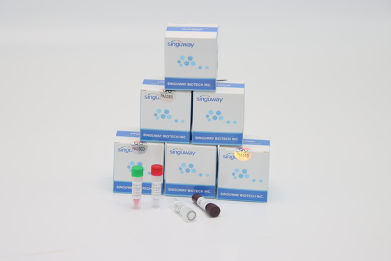 ISO9001 Fast Helicobacter Pylori Virus RT PCR Test Kit High Accuracy